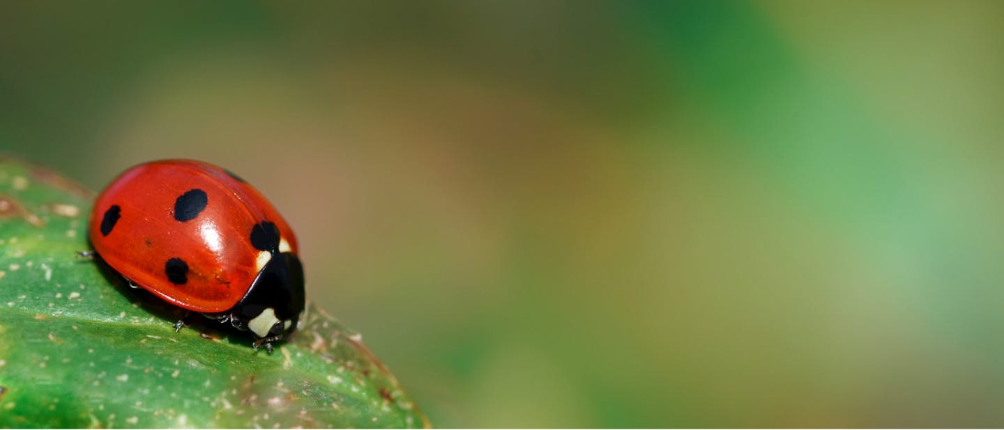 ladybug - Photo by Shannon Potter on Unsplash
